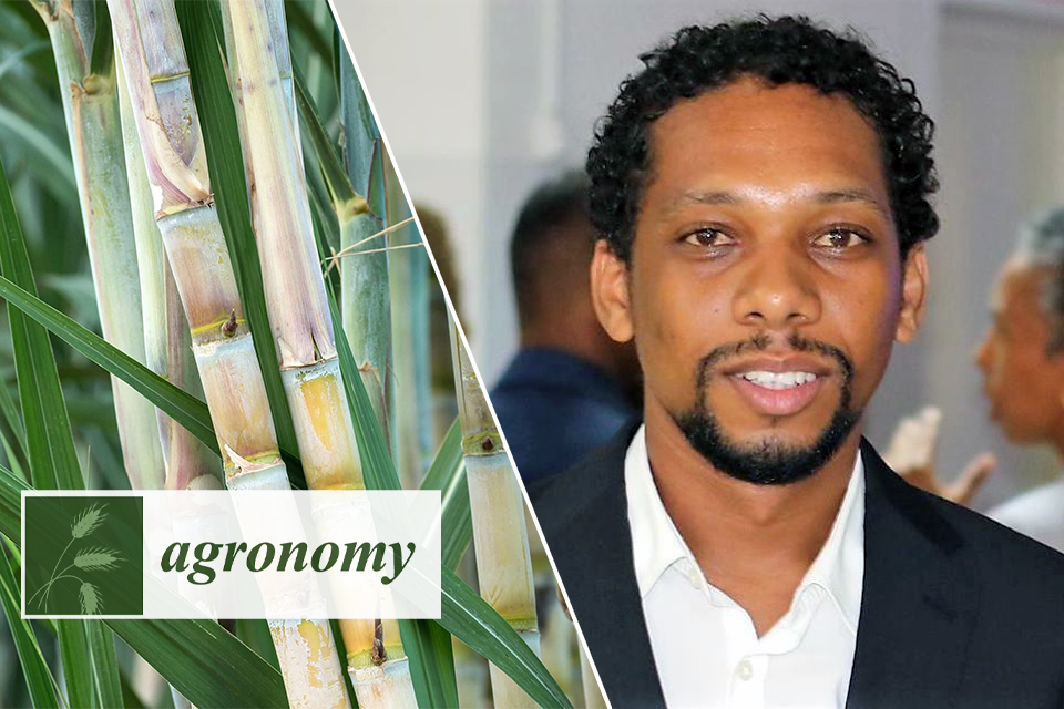 Expansão da cana-de-açúcar ameaça sustentabilidade hídrica e produção alimentar em Cabo Verde